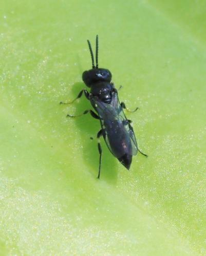 Réf. 230 186 : Diodontus sp.